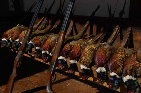 Pheasant Hunting Harvest